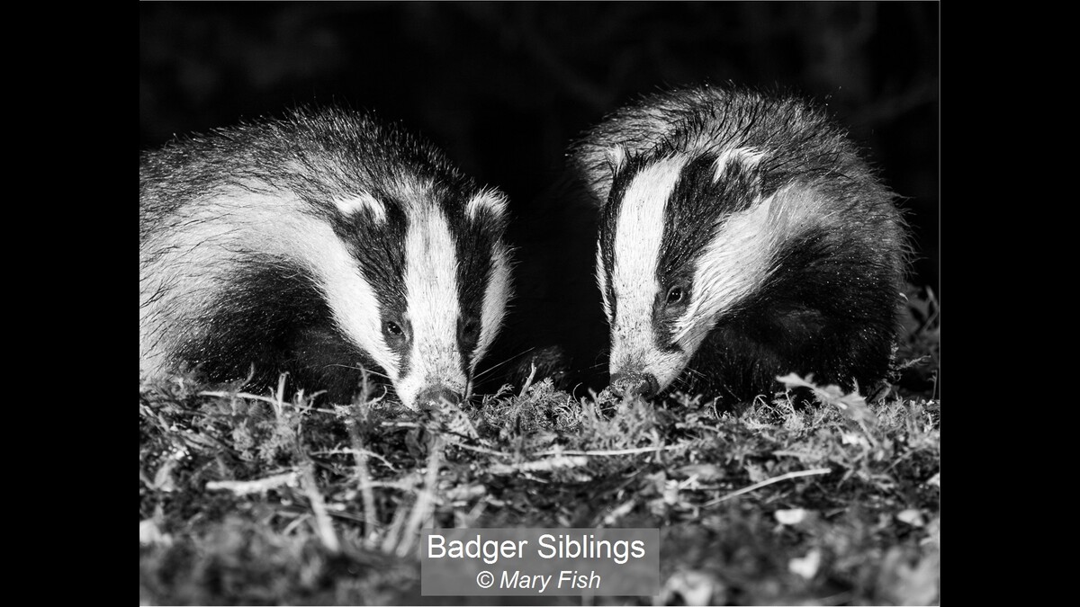 Badger Siblings